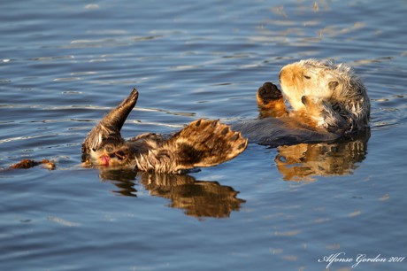 Nutria Marina